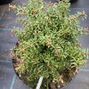 Tsuga canadensis 'Green Ball' - jedlovec kanadský