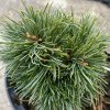Pinus parviflora 'Fenja' - borovice drobnokvětá
