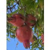 Punica granatum 'Wonderful' - granátové jablko