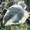 Hedera canariensis 'Variegata' - břečťan