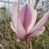 Magnolia 'Red Lucky' - magnólie / šácholan