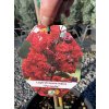 Lagerstroemia 'Dynamite' - pukol