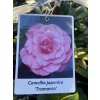 Camellia japonica 'Tramonto' - kamélie japonská