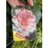 Camellia japonica 'Bella Romana' - kamélie