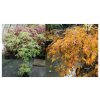 Acer palmatum 'Dissectum Viridis' kmínek - javor dlanitolitý
