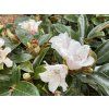 Rhododendron bureavii 'Robin' - pěnišník