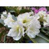 Rhododendron 'Lumotar' - pěnišník