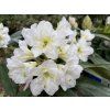 Rhododendron 'Lumotar' - pěnišník