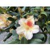 Rhododendron 'Marylou' - pěnišník