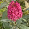 Buddleja davidii 'Butterly Candy'® - komule Davidova