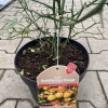Citrus 'Bitterorange' - Pomerančovník hořký