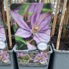 Clematis BAGATELLE - plamének / klematis