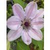 Clematis NELLY MOSER - plamének / klematis