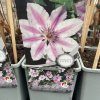 Clematis NELLY MOSER - plamének / klematis