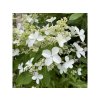 Hydrangea paniculata 'LEVANA' Cov kmínek - hortenzie latnatá