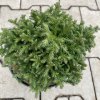 Cryptomeria japonica 'Green Pearl' - kryptomérie japonská