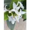 Daphne 'Princess White' - lýkovec