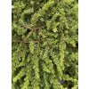 Juniperus communis 'Green Mantle' - jalovec obecný