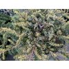 Juniperus communis 'Lemon Carpet' - jalovec obecný
