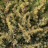 Juniperus communis 'Lemon Carpet' - jalovec obecný