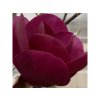 Magnolia 'Black Tulip'® kmínek - magnólie / šácholan