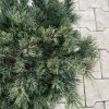 Pinus parviflora 'Linda' - borovice drobnokvětá