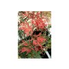 Acer palmatum 'Firecracker' kmínek - javor dlanitolistý