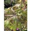 Acer palmatum 'Pixie' kmínek - javor dlanitolitý