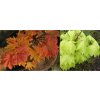 Acer shirasawanum 'Aureum' kmínek - javor japonský