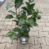 Camellia japonica 'William Bartlett'' - kamélie japonská