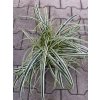 Carex 'Feather Falls'® - ostřice