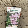 Caryopteris x clandonensis 'Pink Perfection' - ořechoplodec