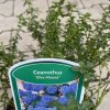 Ceanothus 'Blue Mound' - latnatec