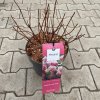 Hydrangea arborescens 'Magical Dark Pink' - hortenzie stromečkovitá