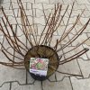 Hydrangea arborescens 'Candybelle® Sorbet' - hortenzie stromečkovitá