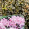 Rhododendron 'Robert Seleger' - pěnišník