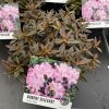 Rhododendron 'Robert Seleger' - pěnišník