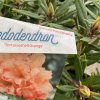 Rhododendron 'Tortoiseshell Orange' - pěnišník