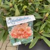 Rhododendron 'Tortoiseshell Orange' - pěnišník