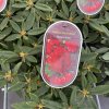 Rhododendron 'Vulcan's Flame' - pěnišník