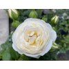 Rosa 'Artemis'® - růže sadová