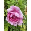 Rosa roxburgii 'Plena' - růže Roxburghova