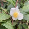 Camellia sinensis 'Kolkhida' - kamélie Gruzínský zelený čaj