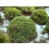 Pinus mugo var. pumilio bal - borovice kleč