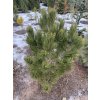 Pinus leucodermis 'Compact Gem' bal - borovice bělokorá