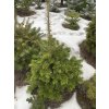 Abies nordmanniana bal - jedle kavkazká