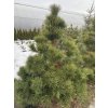 Pinus nigra bal solitérní - borovice černá