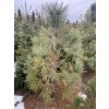 Pinus jeffreyi bal - borovice Jeffreyova