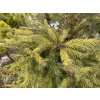 Picea abies 'Variegata' bal - smrk ztepilý