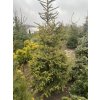 Picea abies 'Variegata' bal - smrk ztepilý